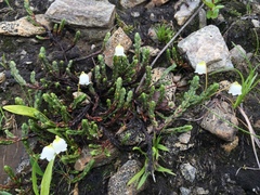 Cassiope tetragona tetragona