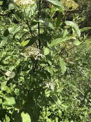 Cornus sericea occidentalis