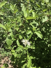 Cornus sericea occidentalis
