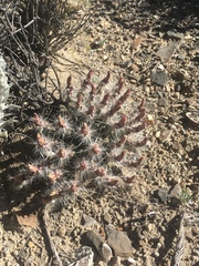 Micropuntia pulchella