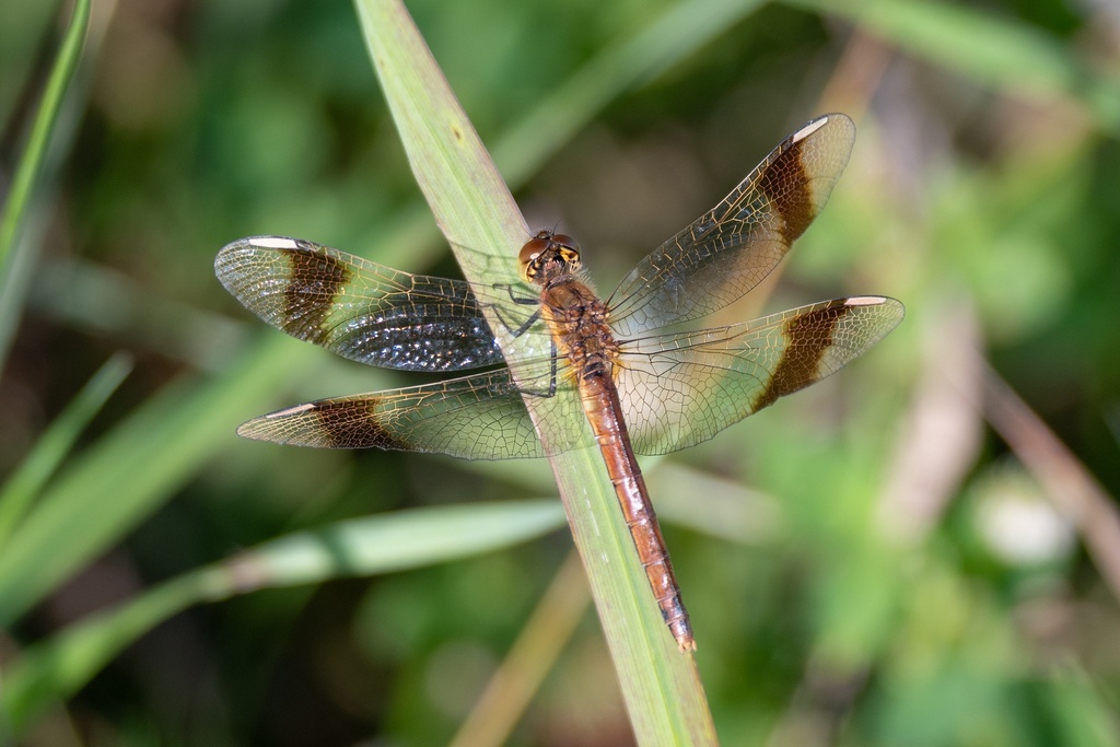 Banded Darter from Дмитровский р-н, Московская обл., Россия on August ...
