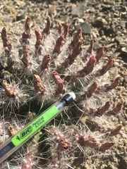 Micropuntia pulchella