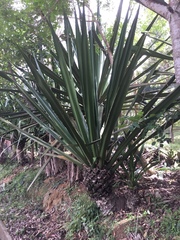 Agave sisalana