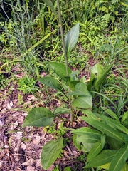 Rudbeckia texana