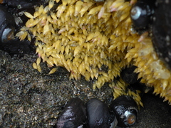 Acanthinucella
