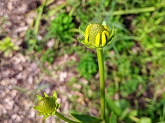 Rudbeckia texana