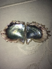 Pinctada