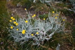 Hieracium tomentosum, photograph (c) Flavien Saboureau, some rights reserved (CC BY)