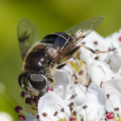 Eristalis obscura