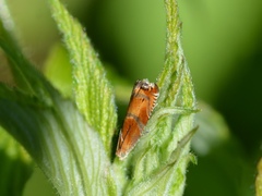 Ancylis apicana