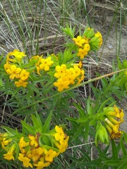 Lithospermum caroliniense