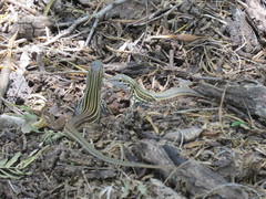 Aspidoscelis gularis