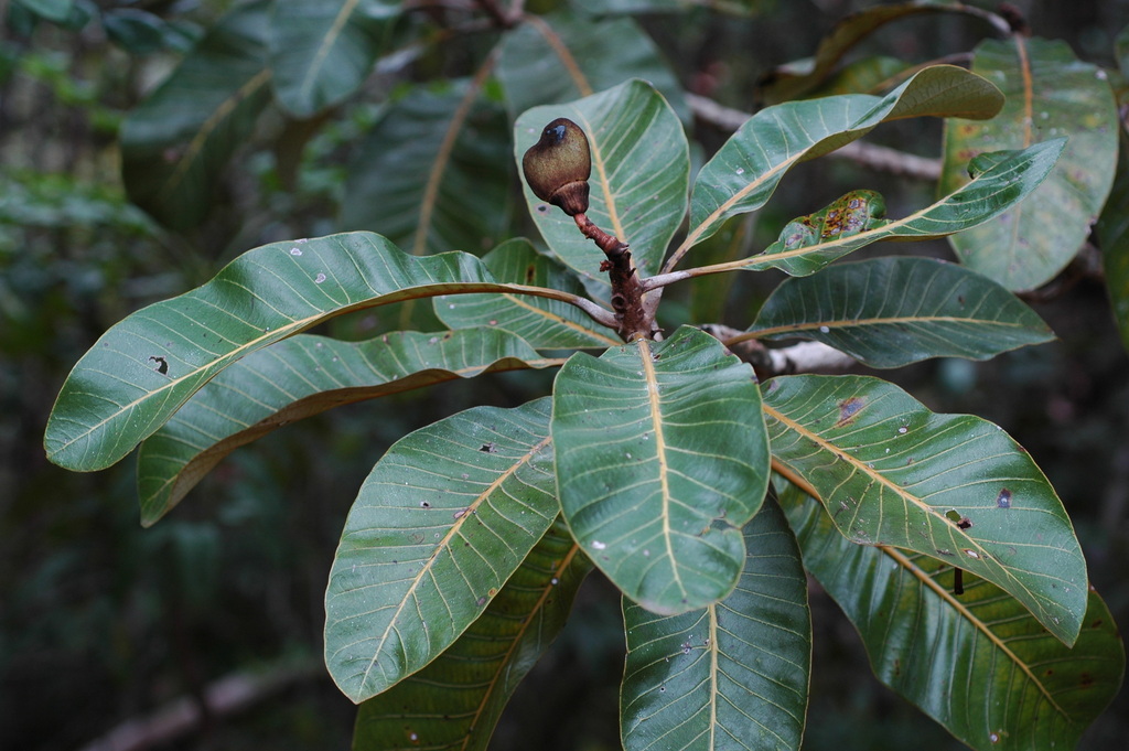Semecarpus virotii