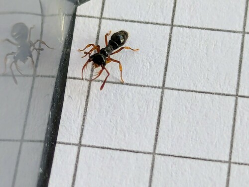 Thaumatomyrmex atroxThaumatomyrmex atrox