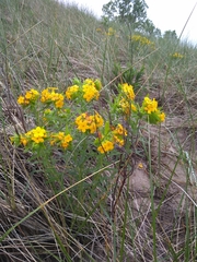 Lithospermum caroliniense