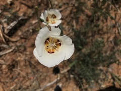 Calochortus dunnii
