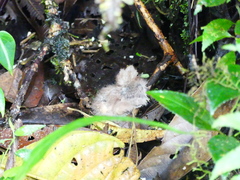 Nyctidromus albicollis