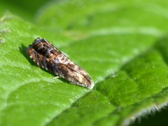 Grapholita prunivora