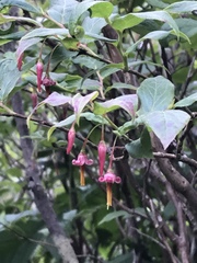 Vaccinium erythrocarpum