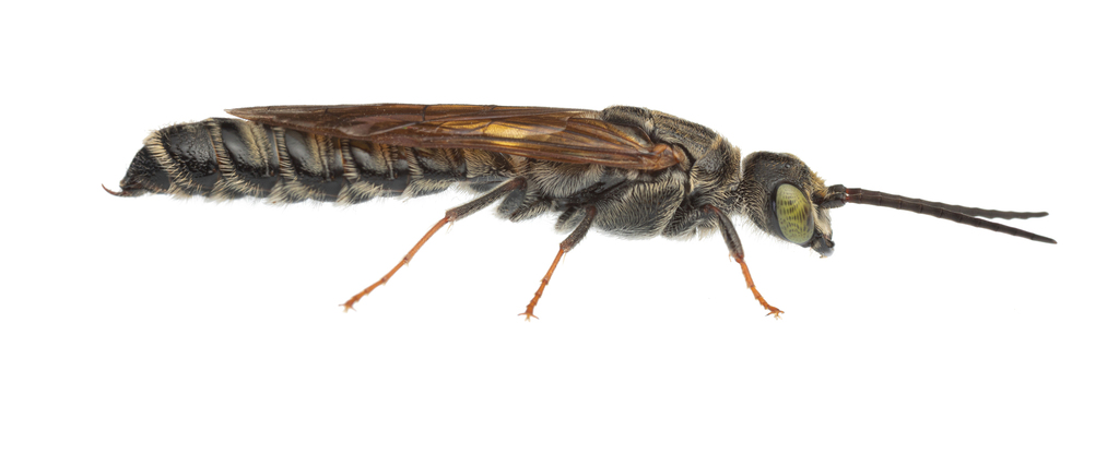 Zonothynnus