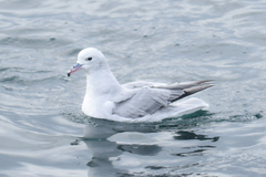 Southern Fulmar photo 5