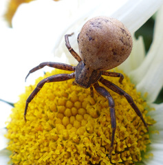 Xysticus