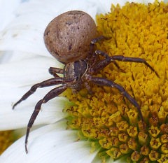 Xysticus
