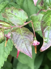 Vaccinium erythrocarpum