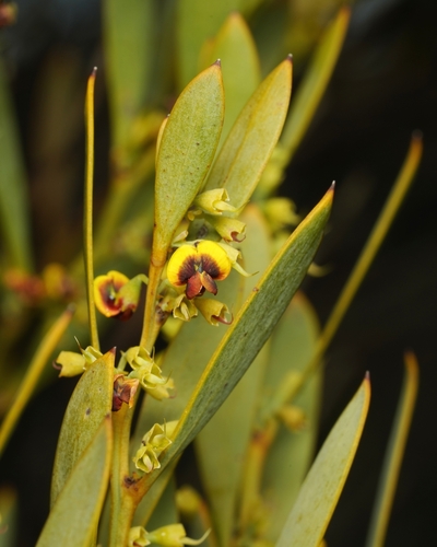Daviesia daphnoides