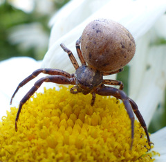 Xysticus