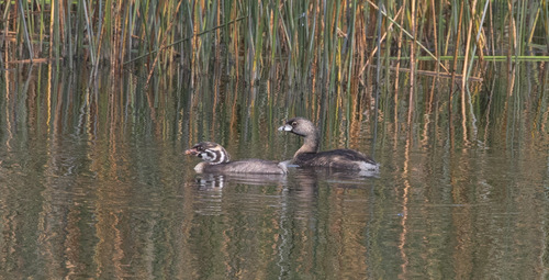 Pied-billed Grebe
