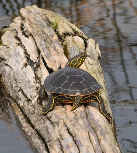 Painted Turtle