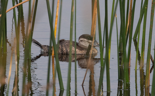 Ruddy Duck
