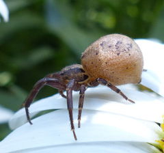 Xysticus