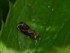 Grapholita prunivora