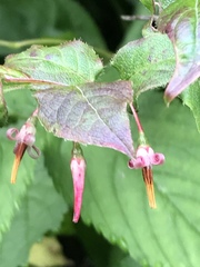 Vaccinium erythrocarpum