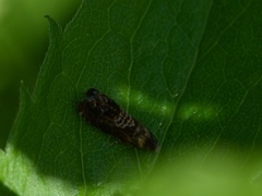 Grapholita prunivora