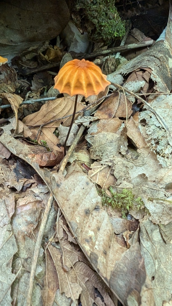 Marasmius siccus · August 2024 · photo: © atsushi_nakajima_cirque (iNaturalist, cc-by)