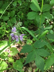 Hydrophyllum virginianum