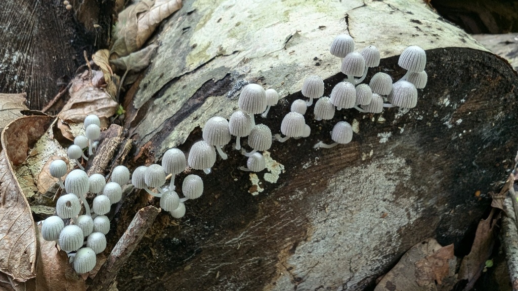 Coprinellus disseminatus · August 2024 · photo: © atsushi_nakajima_cirque (iNaturalist, cc-by)