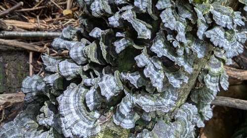 Trametes versicolor