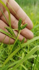 Carex granularis