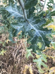 Argemone albiflora texana