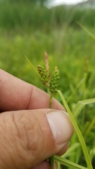Carex granularis