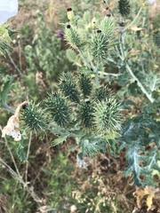 Argemone albiflora texana