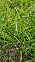 Carex granularis