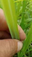 Carex granularis