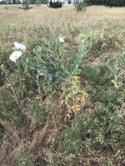 Argemone albiflora texana