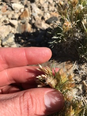 Blepharidachne kingii