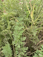 Torilis nodosa